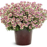 Aromance® Plum Honey nemesia | Proven Winners