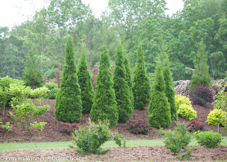 North Pole® Arborvitae Thuja – Creekside Nursery, Inc