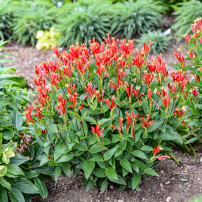 Orange Slices' Spigelia with orange and yellow flowers