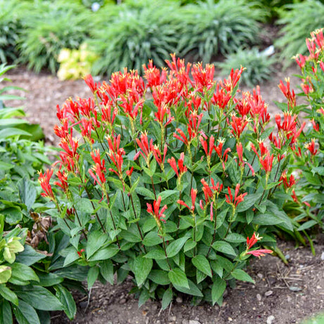Orange Slices' Spigelia with orange and yellow flowers