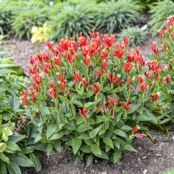 Orange Slices' Spigelia with orange and yellow flowers