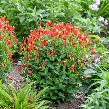 Orange Slices' Spigelia with orange and yellow flowers
