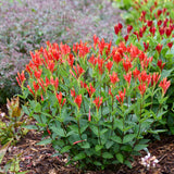 Orange Slices' Spigelia in a container with orange blooms