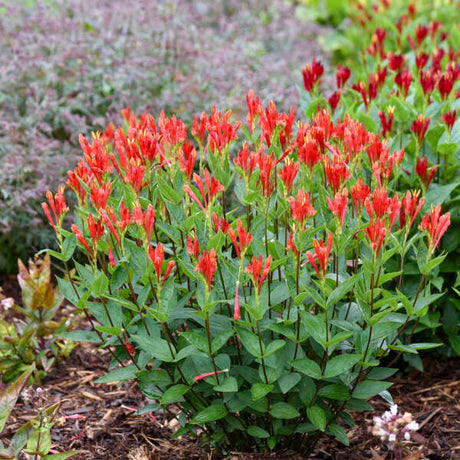 Orange Slices' Spigelia in a container with orange blooms