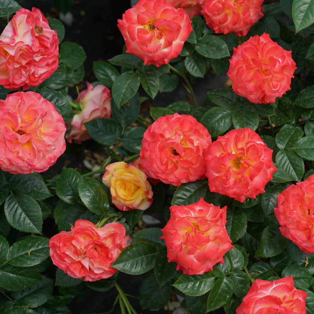 Oso Easy En Fuego rose with orange-red blooms in a pot
