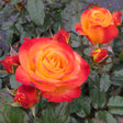 Oso Easy En Fuego rose with red-orange blooms in a pot
