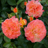 Oso Easy En Fuego rose with red-orange blooms in a pot