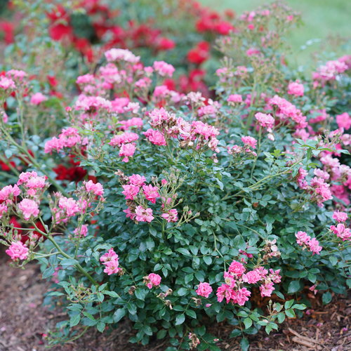 Oso Easy® Double Pink Rose | Proven Winners® – Creekside Nursery, Inc