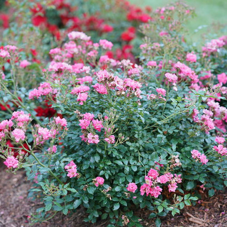 Double pink rose blooms in a nursery pot