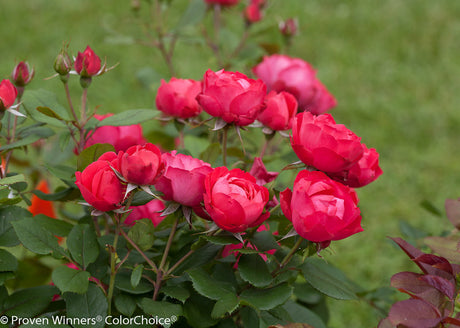 Oso Easy Double Red rose with red blooms in a pot