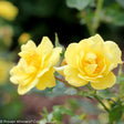 Oso Easy Lemon Zest rose with yellow blooms in a pot