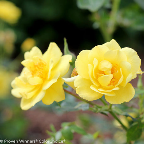 Oso Easy Lemon Zest rose with yellow blooms in a pot