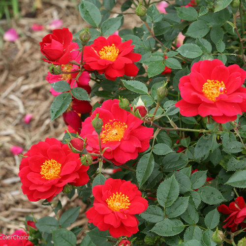 Pink Oso Easy Urband Legend rose in a nursery pot
