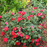 Oso Easy Urband Legend rose with pink blooms in a pot