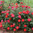 Oso Easy Urband Legend rose in a pot with pink blooms