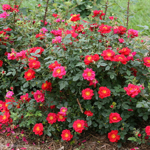Oso Easy Urband Legend rose in a pot with pink blooms