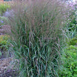 Prairie Winds Apache Rose switch grass in a nursery pot