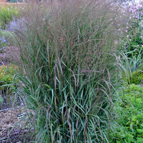 Prairie Winds Apache Rose switch grass in a nursery pot