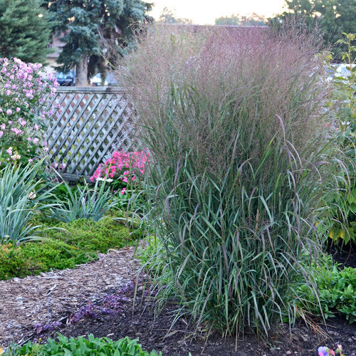 Prairie Winds Apache Rose switch grass in a garden pot