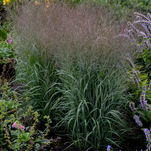 Prairie Winds Apache Rose switch grass in a nursery pot