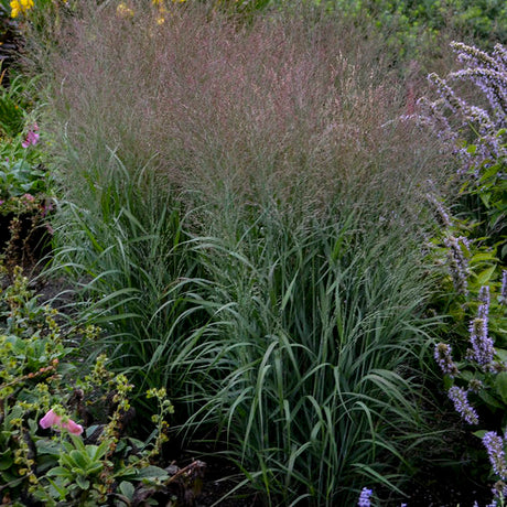 Prairie Winds Apache Rose switch grass in a nursery pot