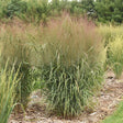 Prairie Winds October Sky Panicum in a nursery pot