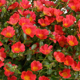 Red Portulaca in a pot with bright red blooms