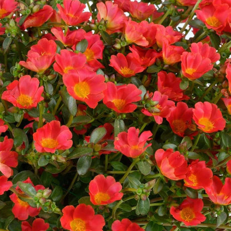Red Portulaca in a pot with bright red blooms
