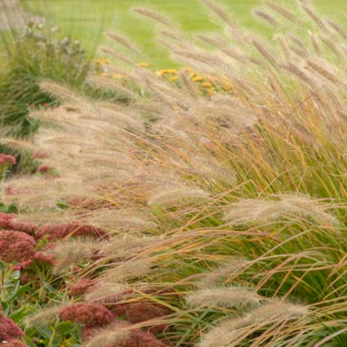Prairie Winds® 'Desert Plains' Fountain Grass | Proven Winners