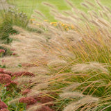 Prairie Winds® 'Desert Plains' Fountain Grass | Proven Winners
