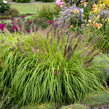 Prairie Winds Lemon Squeeze pennisetum in a pot
