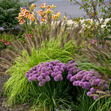 Pennisetum Prairie Winds Lemon Squeeze in a pot