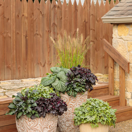 Prairie Winds Lemon Squeeze pennisetum in a pot