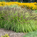 Prairie Winds Lemon Squeeze pennisetum in a nursery pot