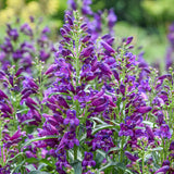 Bejeweled® 'Dark Amethyst' Penstemon | Proven Winners