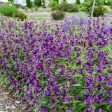 Bejeweled® 'Dark Amethyst' Penstemon | Proven Winners