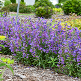 Bejeweled® 'Lavender Sapphires' Penstemon | Proven Winners
