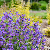 Bejeweled® 'Lavender Sapphires' Penstemon | Proven Winners