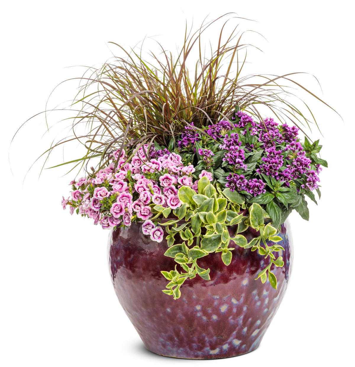 Vivid violet cuphea in a pot with green foliage
