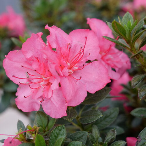 Perfecto Mundo Epic Coral® Reblooming Azalea | Proven Winners