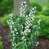 Mock orange shrub with white flowers in a pot
