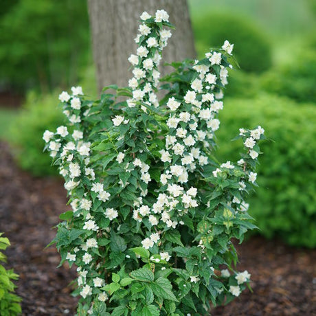 Mock orange shrub with white flowers in a pot