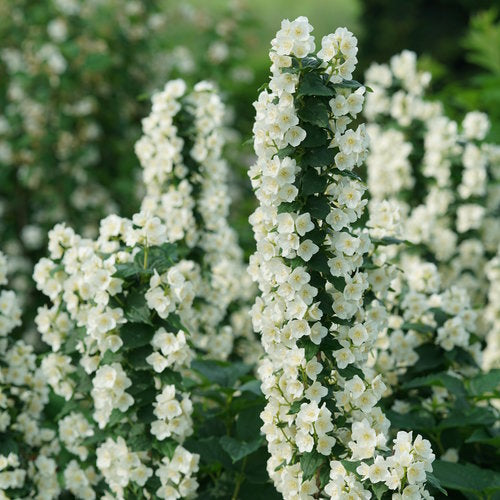 ILLUMINATI TOWER Mock Orange with white flowers in bloom