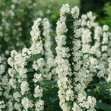 ILLUMINATI TOWER Mock Orange with white flowers in bloom