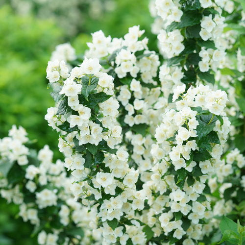 upright mock orange shrub with white blooms in a pot