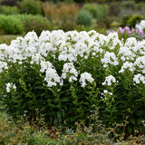 Luminary® 'Backlight' Phlox | Proven Winners