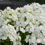 Luminary® 'Backlight' Phlox | Proven Winners