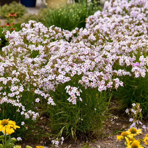 'Opening Act Pink-a-Dot' Phlox | Proven Winners