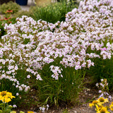 'Opening Act Pink-a-Dot' Phlox | Proven Winners