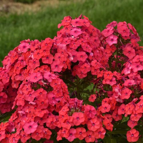 Luminary® 'Sunset Coral' Phlox | Proven Winners